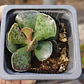 Andromischus Cooperi  - Miniatura 3