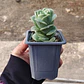 Graptoveria Lovely Rose  - Miniatura 2