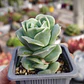 Graptoveria Lovely Rose  - Miniatura 1