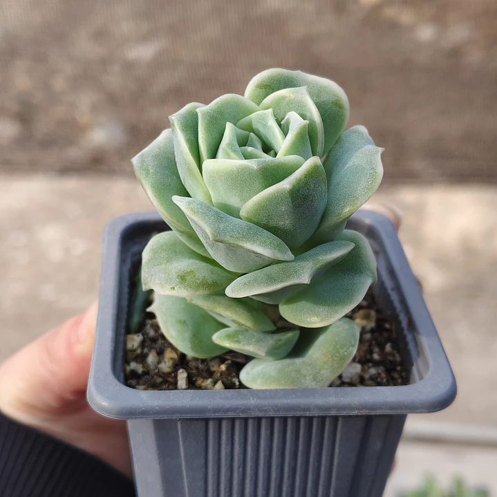 Graptoveria Lovely Rose  3