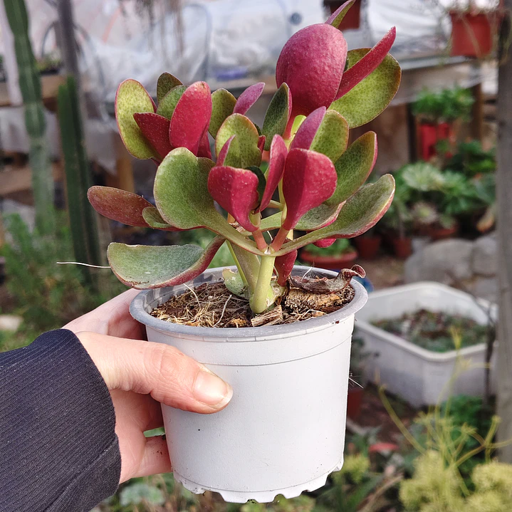 Crassula Streyii 1