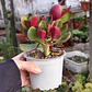 Crassula Streyii - Miniatura 1