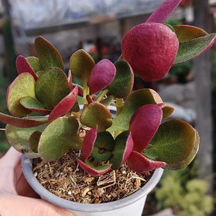 Crassula Streyii
