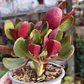 Crassula Streyii - Miniatura 3