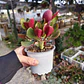 Crassula Streyii - Miniatura 4
