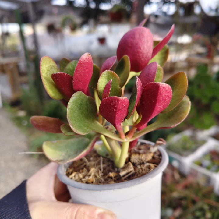 Crassula Streyii 5