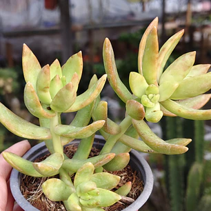 Sedum Adolphii