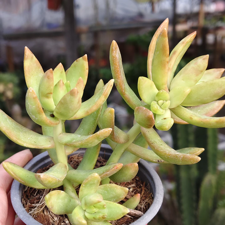 Sedum Adolphii 2