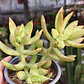 Sedum Adolphii - Miniatura 2