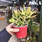 Sedum Adolphii - Miniatura 3