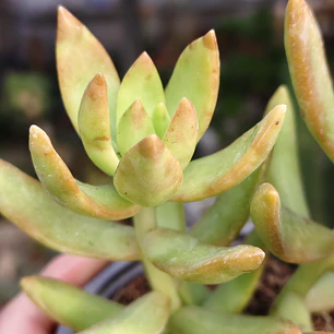 Sedum Adolphii