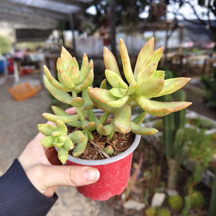 Sedum Adolphii 4