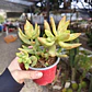 Sedum Adolphii - Miniatura 4