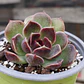 Echeveria Pushke - Coreana - Miniatura 1