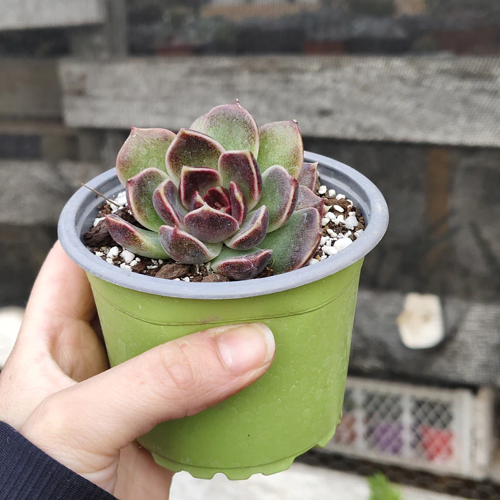 Echeveria Pushke - Coreana 2