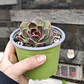 Echeveria Pushke - Coreana - Miniatura 2