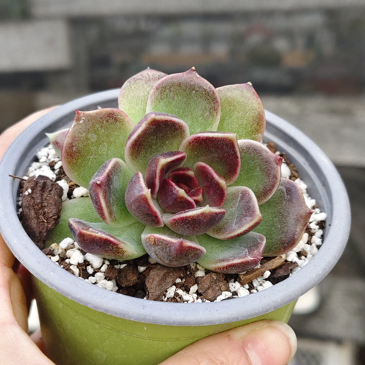 Echeveria Pushke - Coreana 3