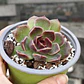 Echeveria Pushke - Coreana - Miniatura 3