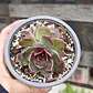 Echeveria Pushke - Coreana - Miniatura 4