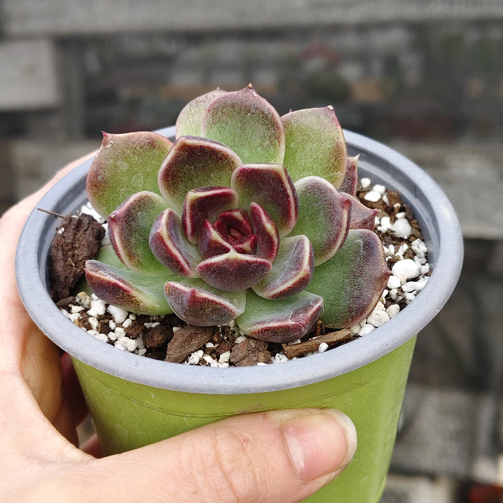 Echeveria Pushke - Coreana 5