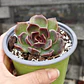 Echeveria Pushke - Coreana - Miniatura 5