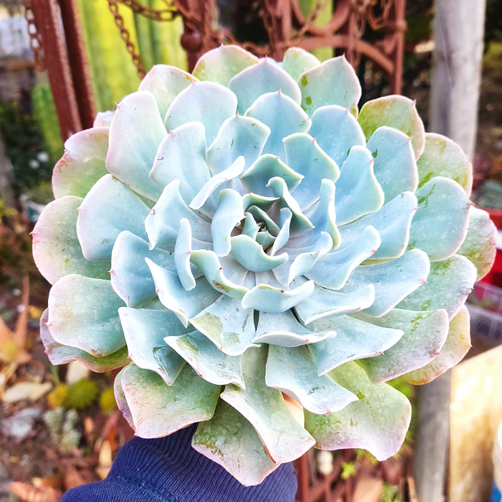 Echeveria Cielo  2