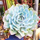 Echeveria Cielo  - Miniatura 2