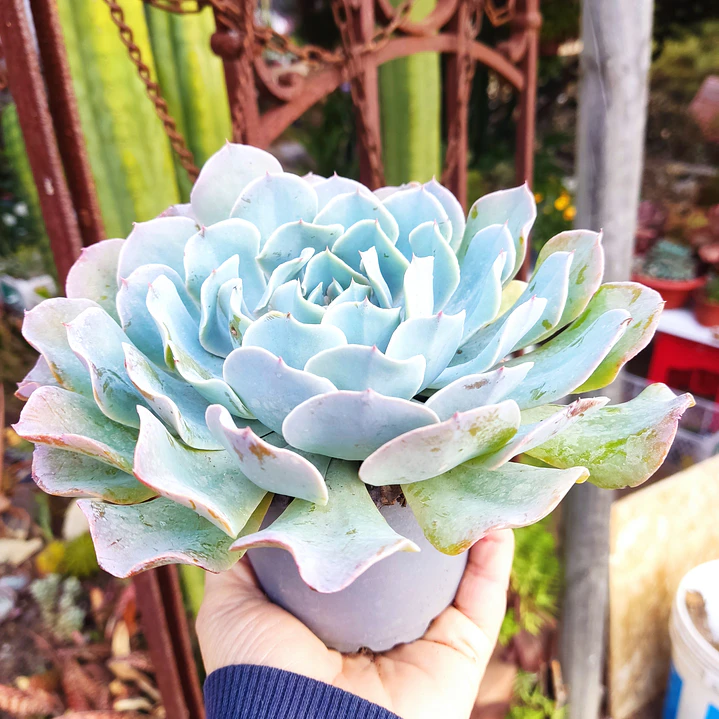Echeveria Cielo  1