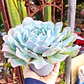 Echeveria Cielo  - Miniatura 1
