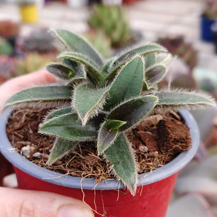 Cyanotis somaliensis