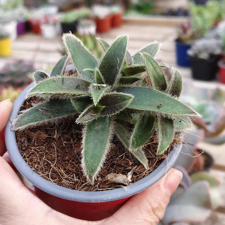 Cyanotis somaliensis 3