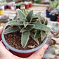 Cyanotis somaliensis - Miniatura 3