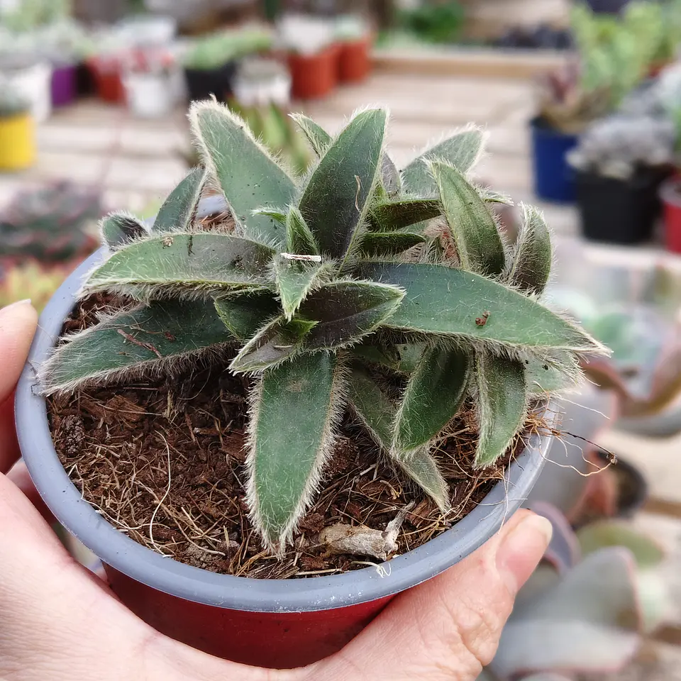 Cyanotis somaliensis 3