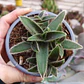 Cyanotis somaliensis - Miniatura 4