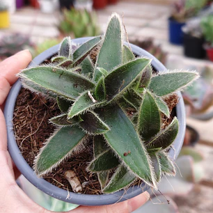 Cyanotis somaliensis