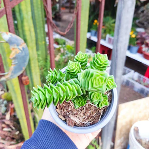 Crassula Green pagoda