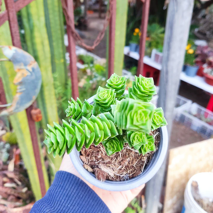 Crassula Green pagoda 1