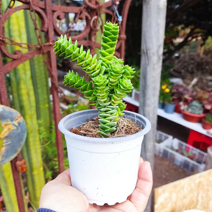 Crassula Green pagoda 2