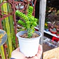 Crassula Green pagoda - Miniatura 2