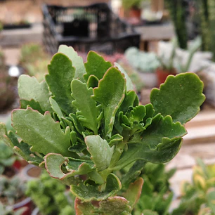 Kalanchoe Blossfeldiana