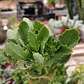 Kalanchoe Blossfeldiana - Miniatura 2