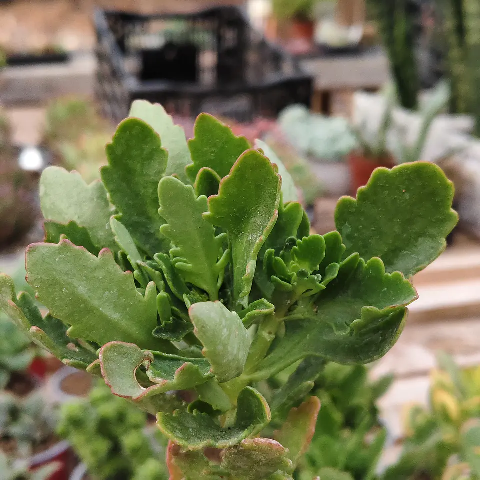 Kalanchoe Blossfeldiana 2