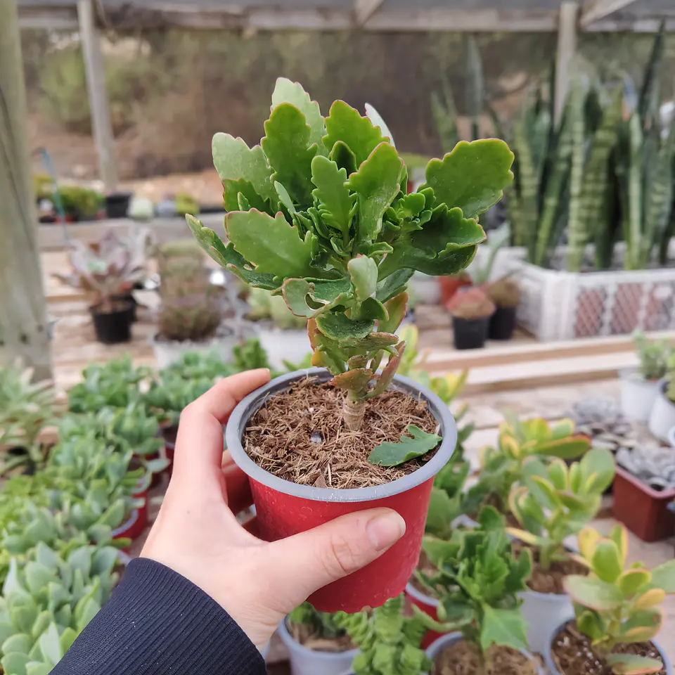 Kalanchoe Blossfeldiana 1