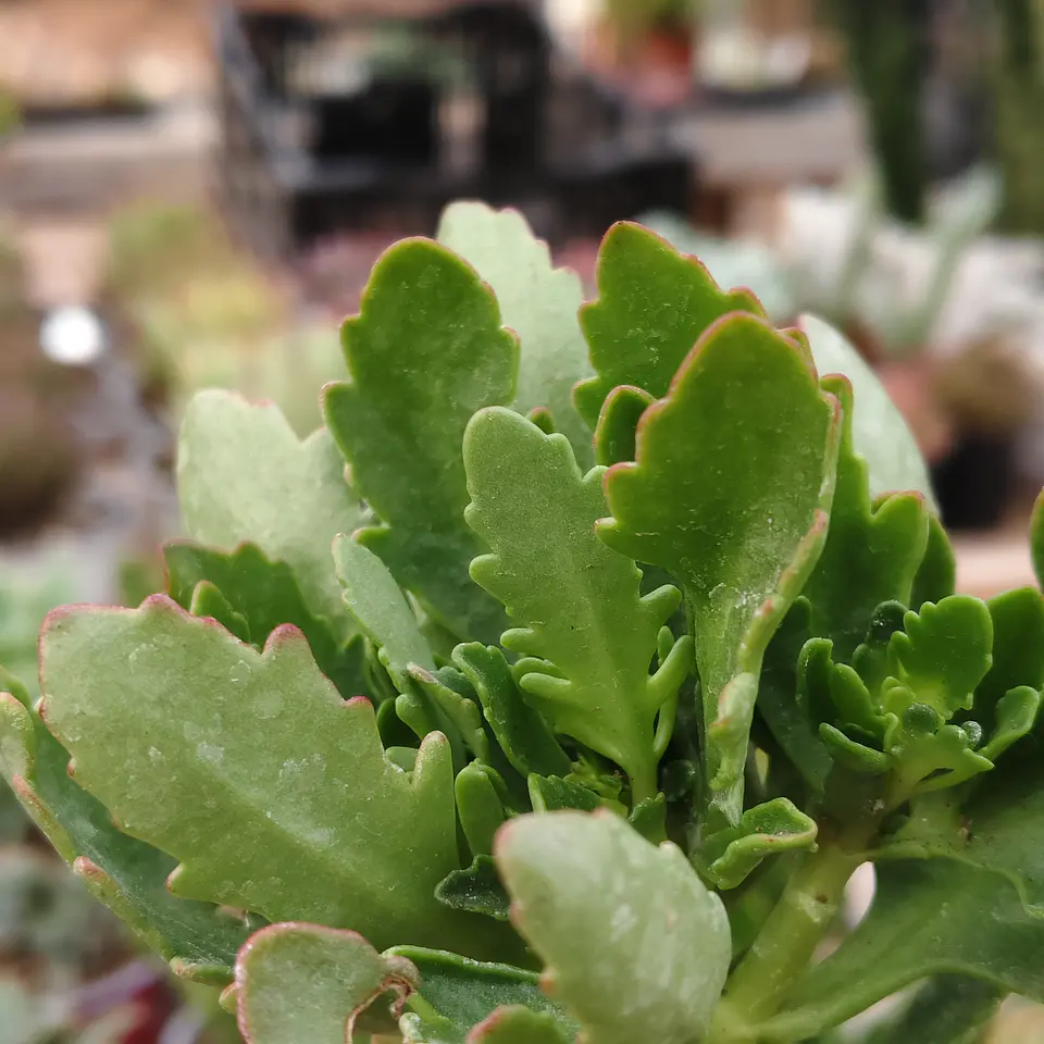 Kalanchoe Blossfeldiana 3