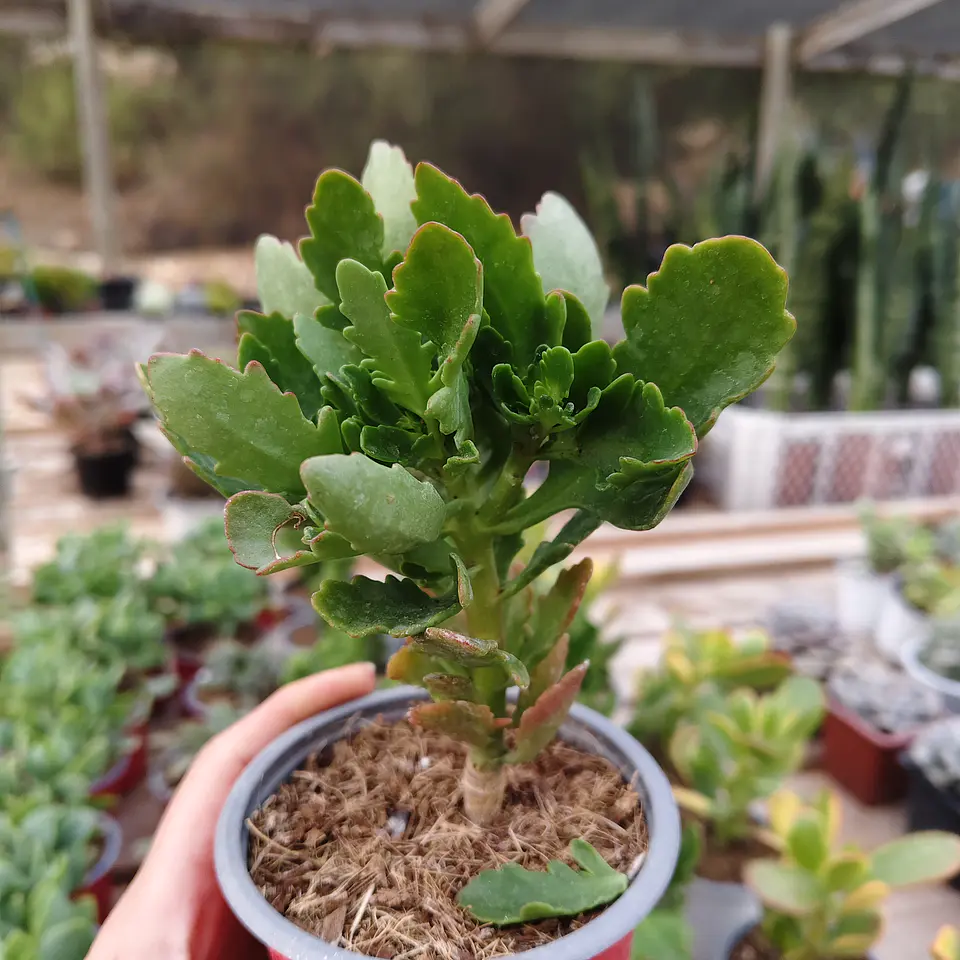 Kalanchoe Blossfeldiana 4