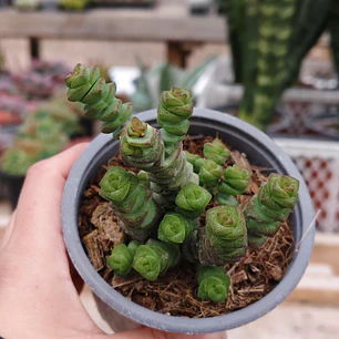 Crassula Marnieriana