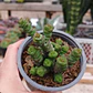 Crassula Marnieriana - Miniatura 2