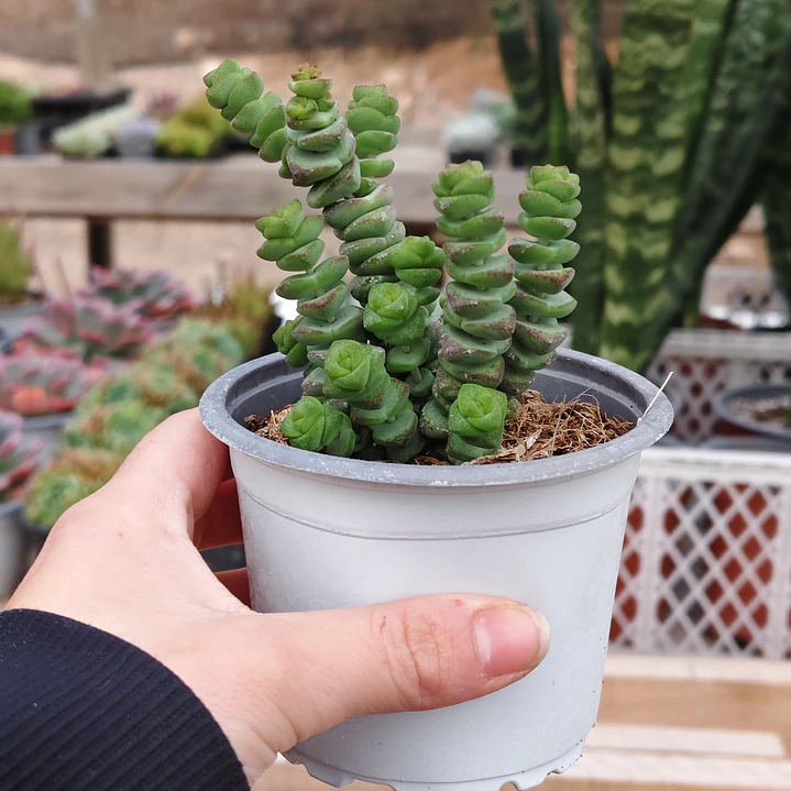 Crassula Marnieriana 3