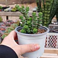 Crassula Marnieriana - Miniatura 3