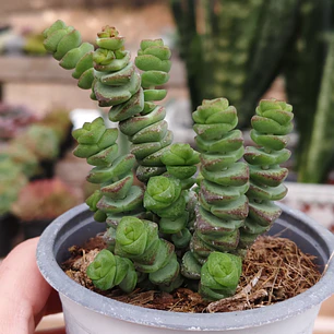 Crassula Marnieriana